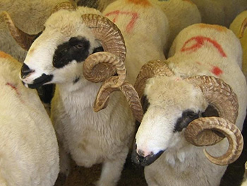 Telefon ile adak nasıl alınır?