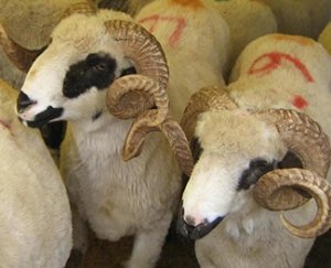 Kurbanlık Koç Fiyatları 2025