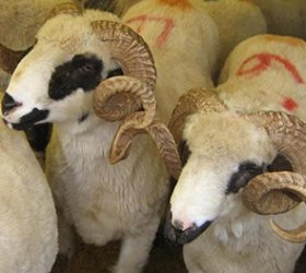 Adak Kurban Bağışı