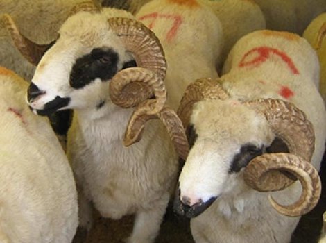 Adak Kurban Bağışı