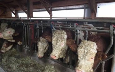 Niyaziogullari Adak Kurban Satis Ve Kesim Merkezi Bahcelievler