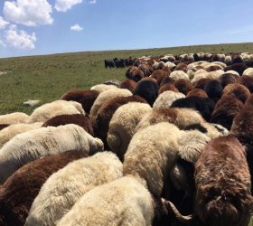 Canlı Hayvan Alım Satımı