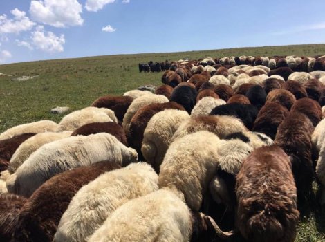 Canlı Hayvan Alım Satımı