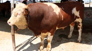 İstanbul Kurbanlık Fiyatları 2026 